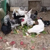 گلین اصل|حیوانات مزرعه|مشکین‌دشت, |دیوار