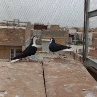 یه جفت ساده ماده یکی ماده آماده یکی جوانه دوپر|پرنده|گنبد کاووس, |دیوار