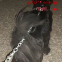 واگذاری سگ اشپیت|سگ|بجنورد, |دیوار