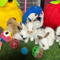 خرگوش مینی لوپ|موش و خرگوش|قائم‌شهر, |دیوار