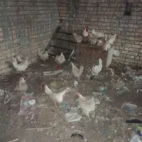 مرغ و خروس|پرنده|قم, پردیسان|دیوار