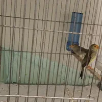 فنچ ستاره ای|پرنده|ملارد, |دیوار