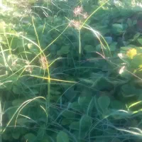 بذر توت فرنگی کاموروس|عمده‌فروشی|مزرعه کتول, |دیوار