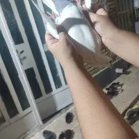 کفتر|پرنده|اهواز, پردیس|دیوار