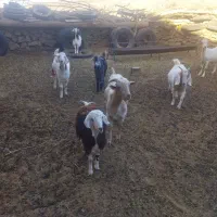 گوسفند فروشی|حیوانات مزرعه|کاخک, |دیوار