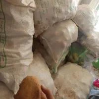 سیب زمینی همدان