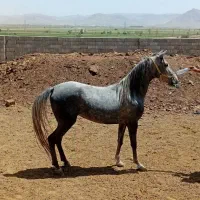 اسب مادیون ترکی