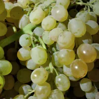 فروش انگور