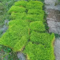 نشا هاشمی درجه یک