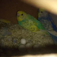 مرغ عشق ریمبو