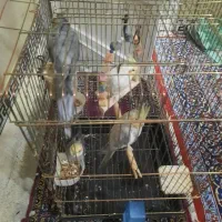 عروس هلندی مولد|پرنده|کوهدشت, |دیوار