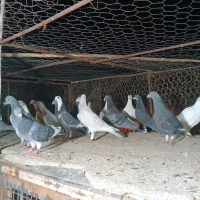 کفتر پلاکی|پرنده|شیراز, رکن‌آباد|دیوار