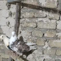 کبوتر|پرنده|جوکار, |دیوار