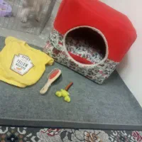 میکس اشپیتز سه ماه ونیمه پسر|سگ|مشهد, شهید بصیر|دیوار