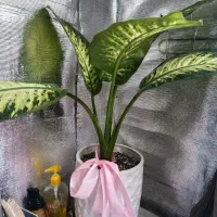 گل  دیفن باخیا