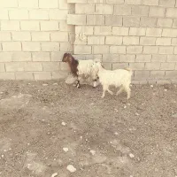 بیگ بز بره میش|حیوانات مزرعه|دزفول, |دیوار