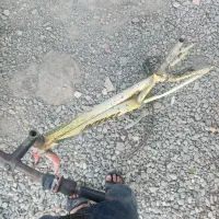 همین عکسی که هست  مال اگهی است