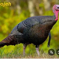 تعدادی بوقلمون نر و ماده