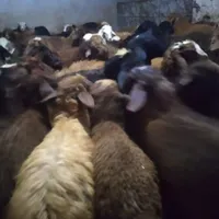 بره نر برای عید قربان در هر وزنی موجود|حیوانات مزرعه|صحنه, |دیوار