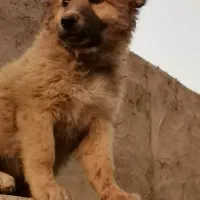 توله سگ سرابی درجه یک