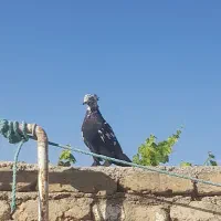کله ماستی کاکل پا چکمه|پرنده|هشتگرد, شهرک بعثت|دیوار
