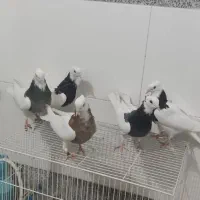 کفتر طوق نسل هفت رنگ