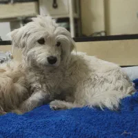 فروش شیتزو تریر میکرو ماده