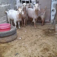 فروش.۴راس بز تالی ابستن