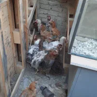 مرغ تخمگذاری|حیوانات مزرعه|هشتگرد, شهرک بار و بن|دیوار