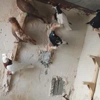 6بهبهونی نر زرنگ پرشی بشرط
