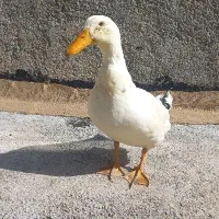 مرغ و خروس و اردک|حیوانات مزرعه|هشتگرد, هشتگرد قدیم|دیوار