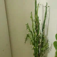 گیاه آپارتمانی افوربیا