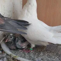 کبوتر|پرنده|اصفهان, بهرام‌آباد|دیوار