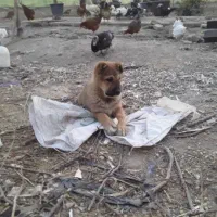 واگذاری توله افغانی