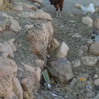 خروس لاری اصل|حیوانات مزرعه|دیواندره, |دیوار