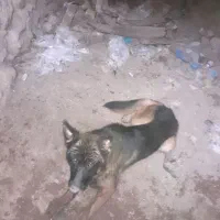 واگذاری سگ ژرمن|سگ|زنجان, |دیوار