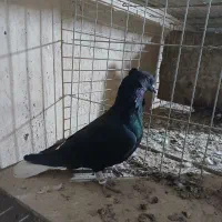 کفترتخت دم سفید