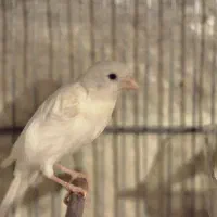 فروش انواع قناری به قیمت مناسب|پرنده|ابهر, |دیوار