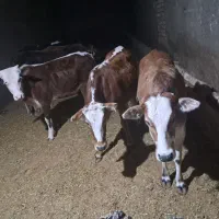 گوساله چاق سرکدار بهترین گوشت|حیوانات مزرعه|خرمآباد, |دیوار