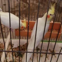 چند جفت عروس پاریس