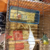 مرغ عشق با جوجه