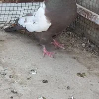 ماده دمبی ویه جفت شازده سرور وهما|پرنده|فلاورجان, |دیوار