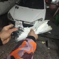 کفترخوش رخ|پرنده|فردیس, شهرک شهید حسینی|دیوار