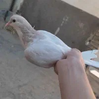 کفتر ساده الماسی کفتر چپ لایی کفتر پرنده