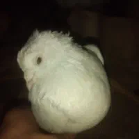 یه جفت کفتر|پرنده|پردیس, فاز ۱|دیوار