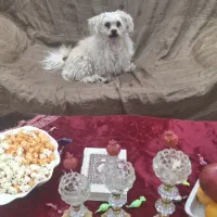 سگ گمشده|سگ|بم, |دیوار