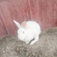 خرگوش سفید