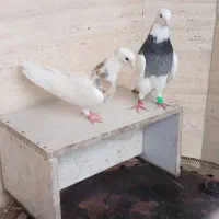 جفت کبوتر طوقی