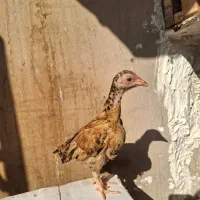 جوجه مرغ و خروس لاری کوشامو.مینیاتوری.|حیوانات مزرعه|مشهد, شهید بهشتی|دیوار