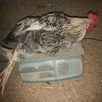 خروس محلی ۸عدد|حیوانات مزرعه|هادی شهر, |دیوار